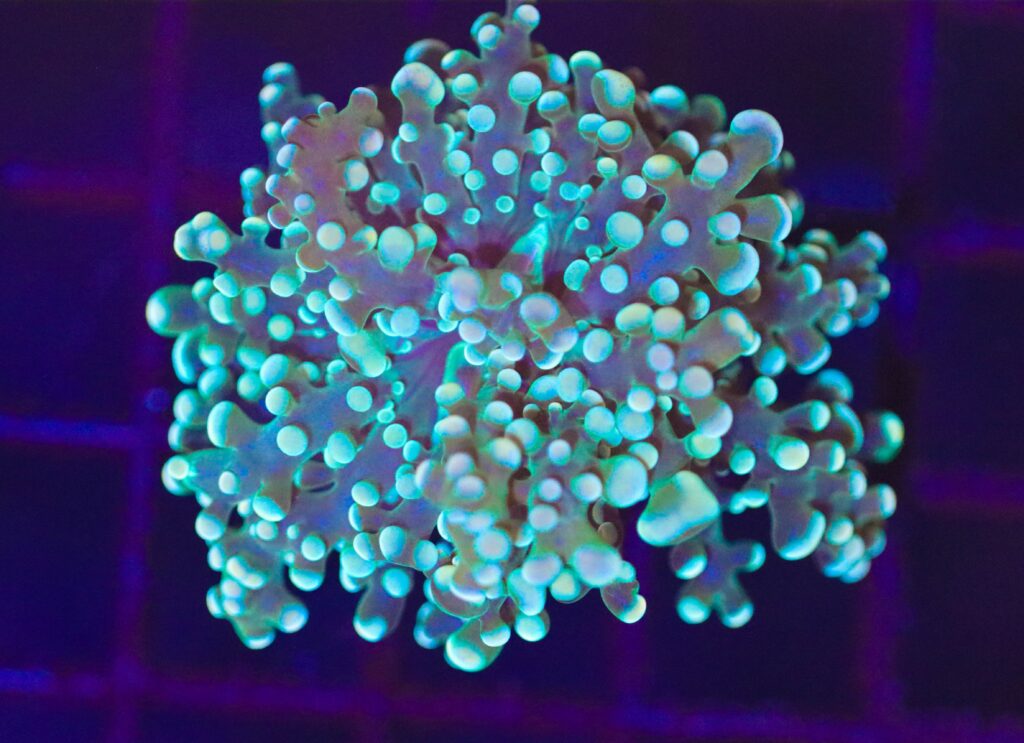 Frag Box Corals