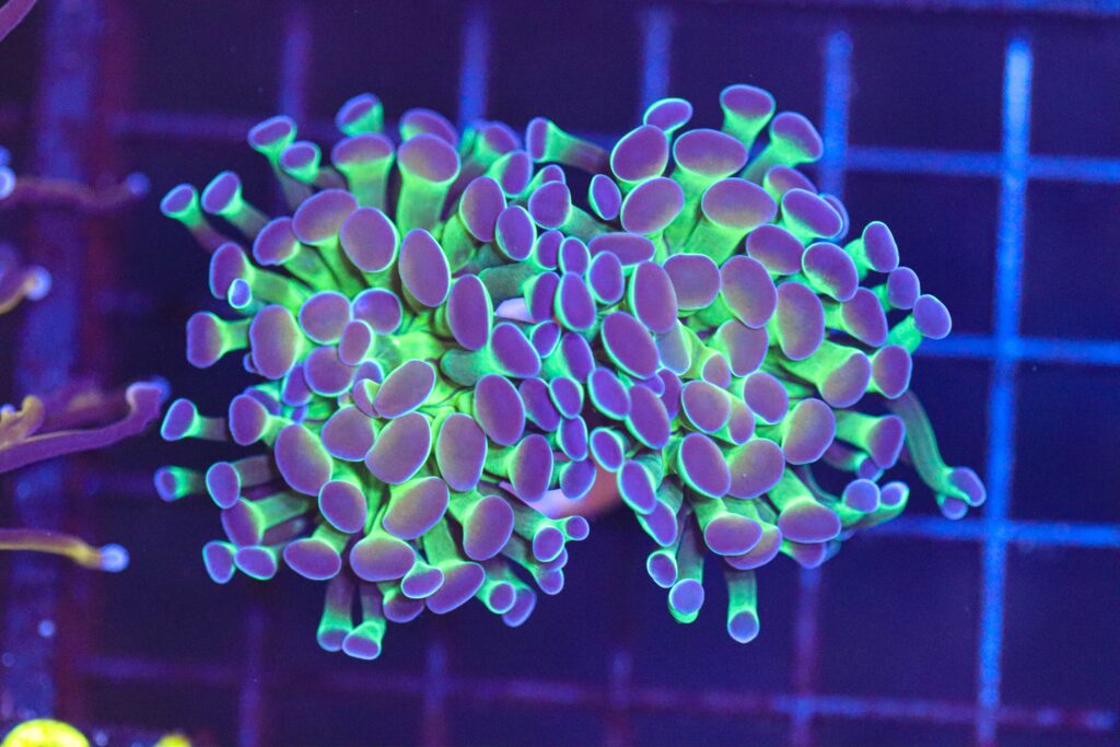 Frag Box Corals