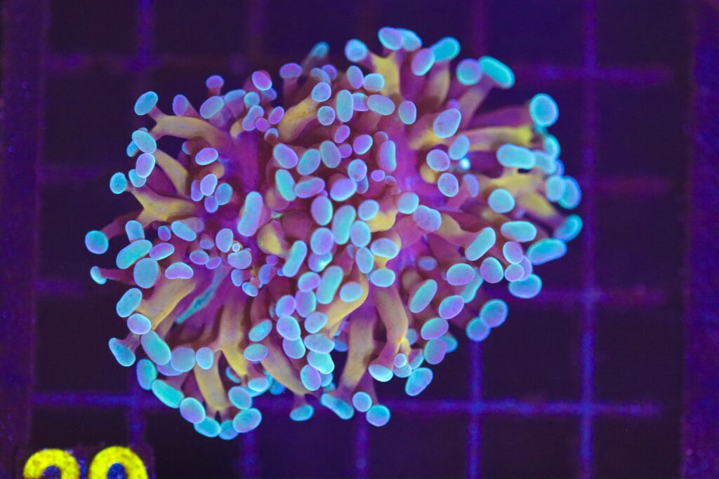 Frag Box Corals