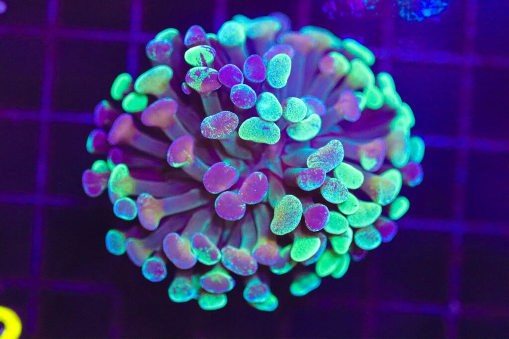 Frag Box Corals
