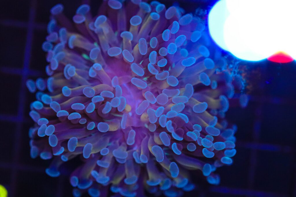 Frag Box Corals