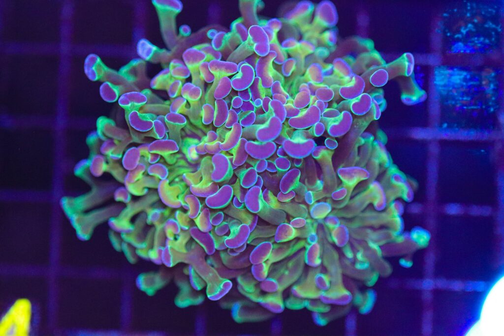 Frag Box Corals