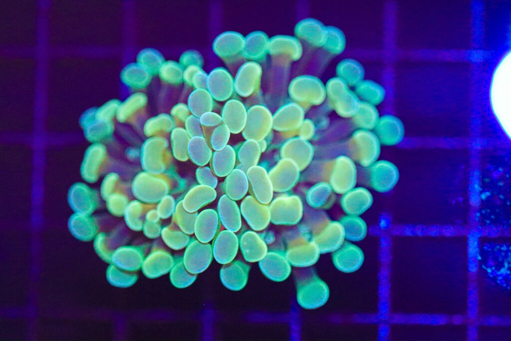 Frag Box Corals