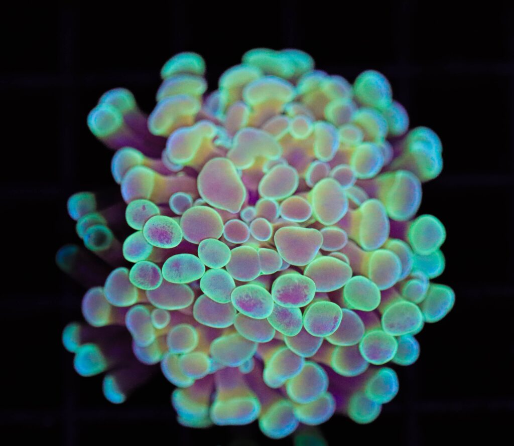 Frag Box Corals