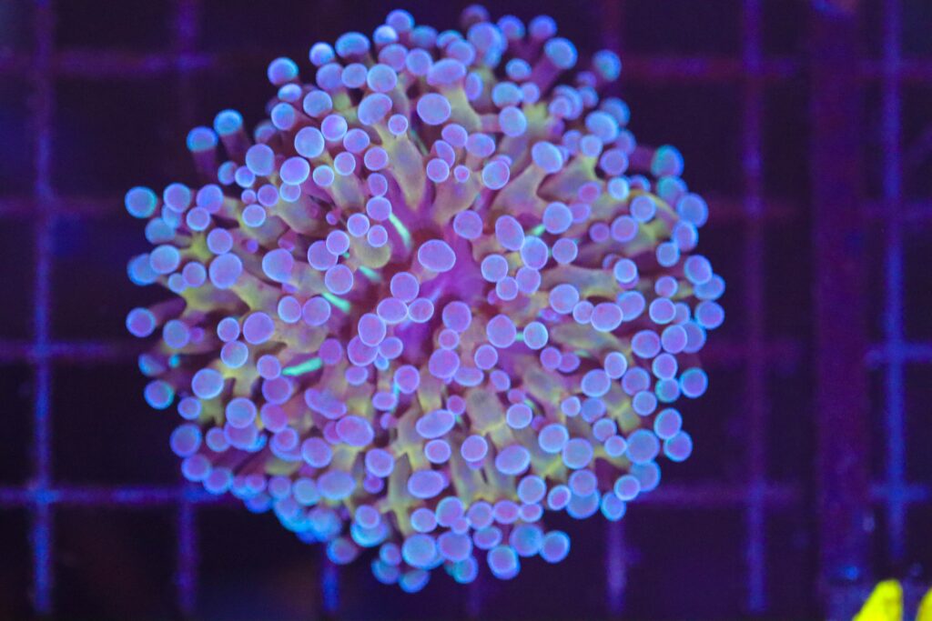 Frag Box Corals