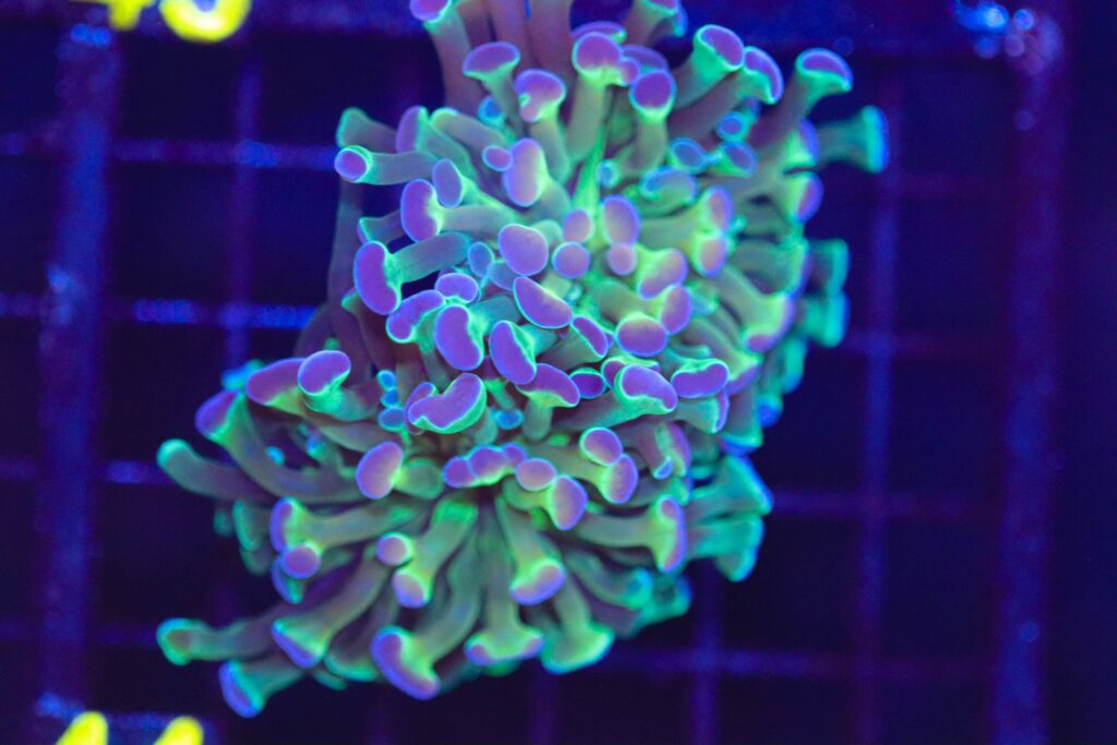 Frag Box Corals
