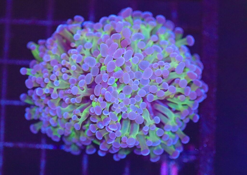 Frag Box Corals