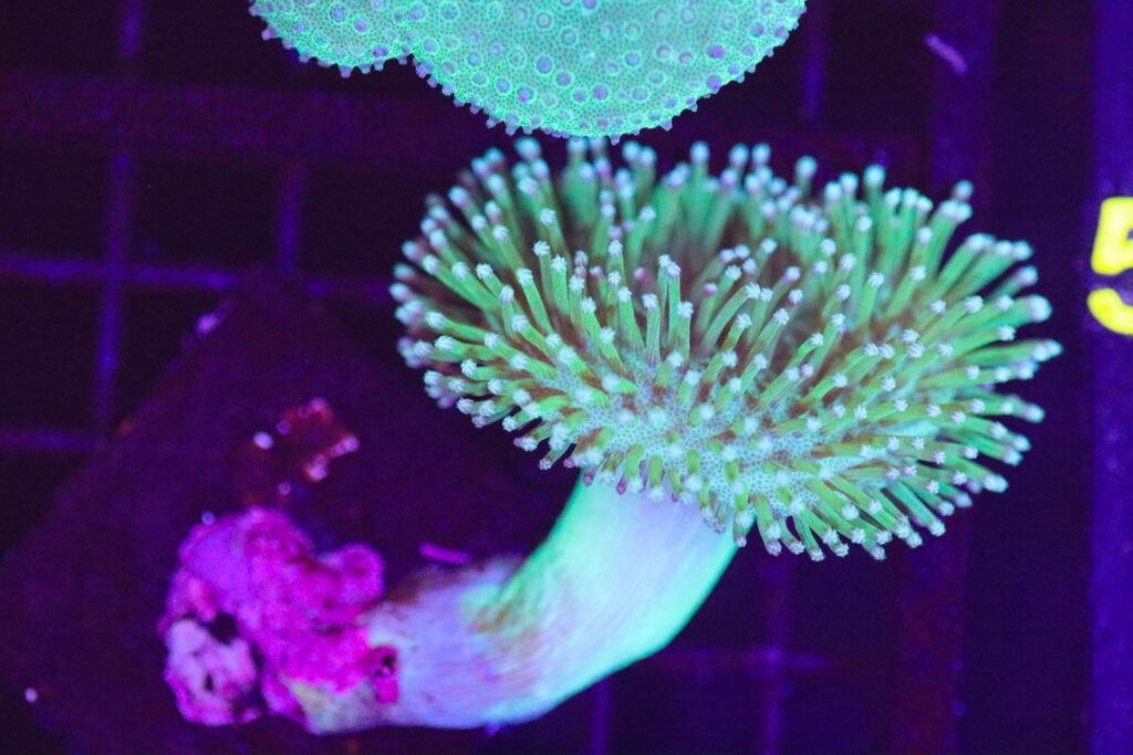 Frag Box Corals