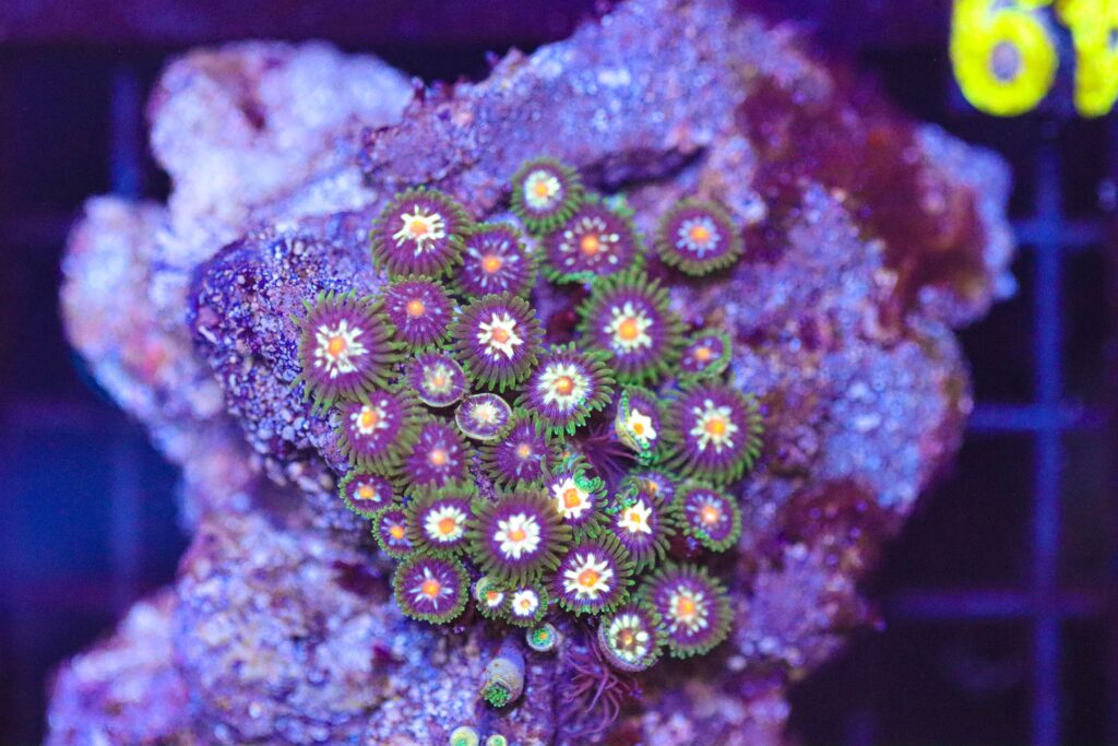 Frag Box Corals