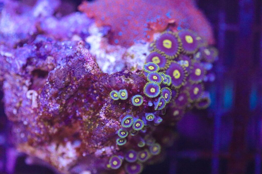 Frag Box Corals
