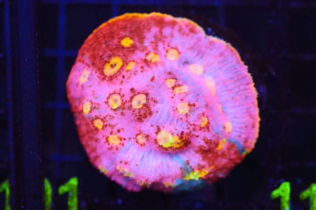Frag Box Corals