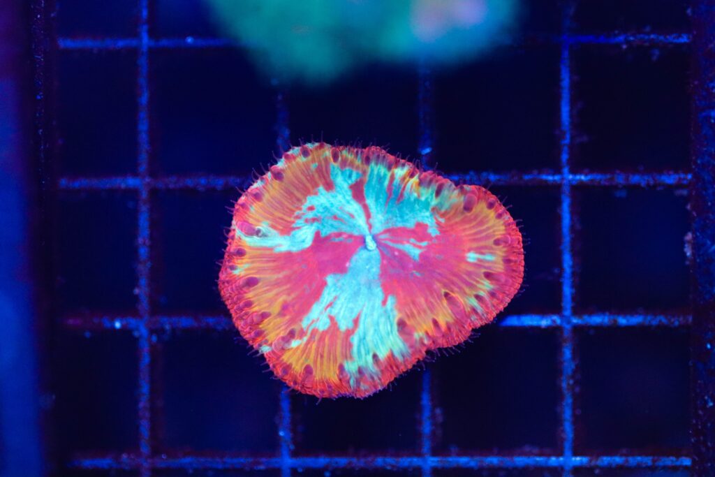 Frag Box Corals