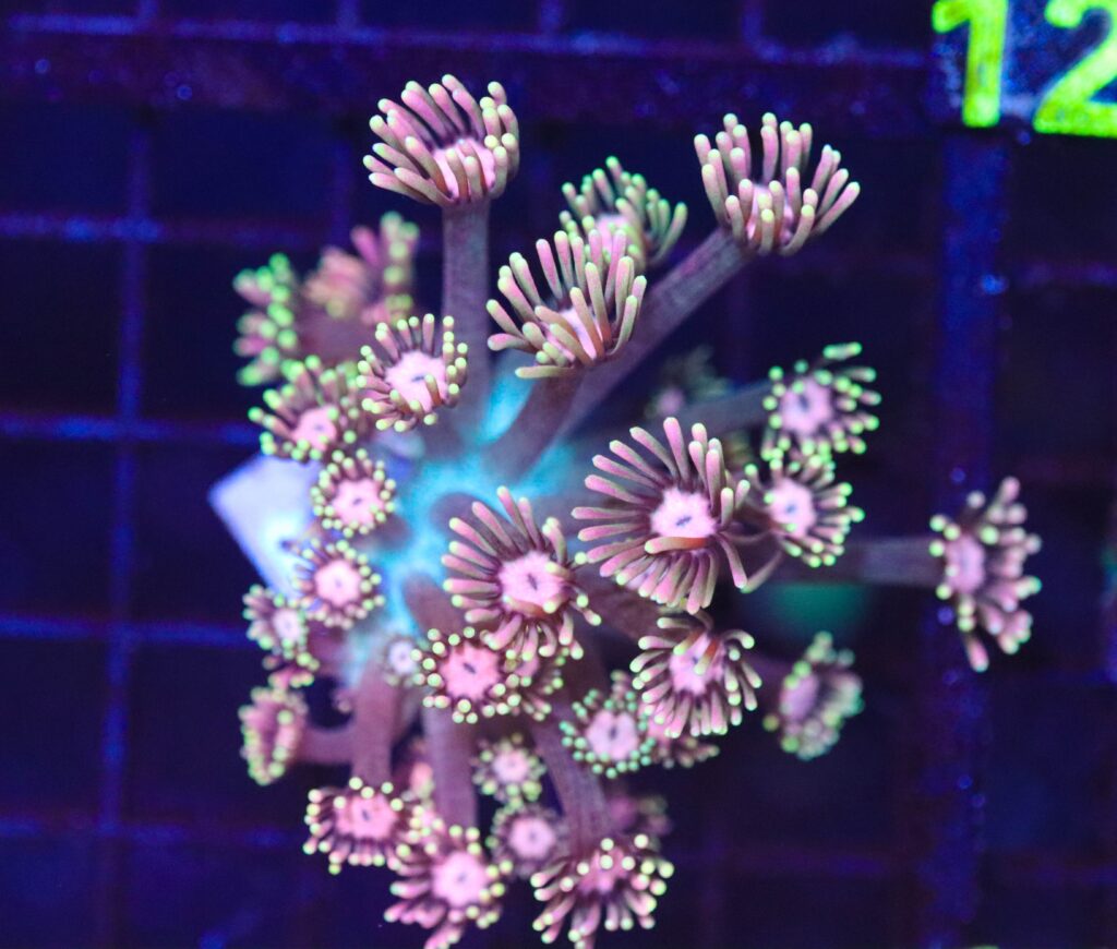 Frag Box Corals