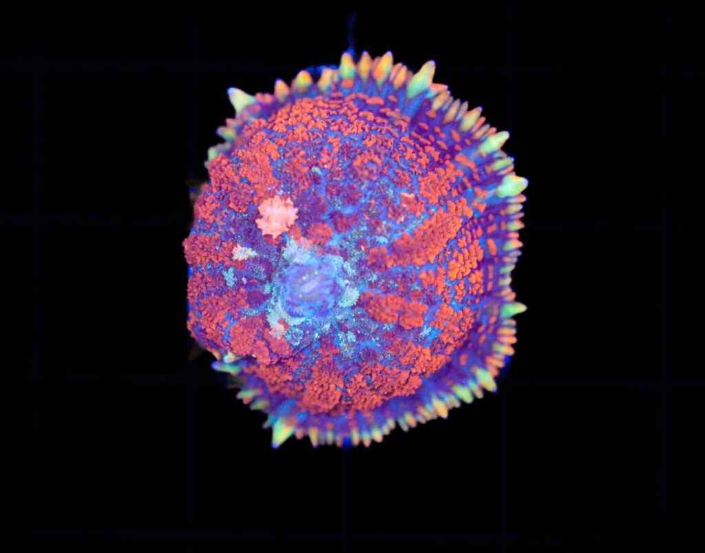Frag Box Corals