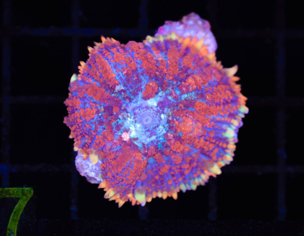 Frag Box Corals