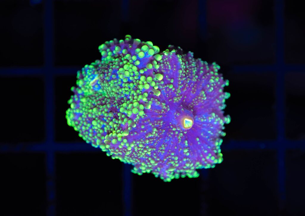 Frag Box Corals