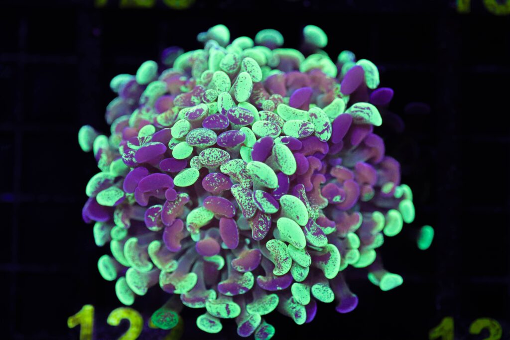 Frag Box Corals