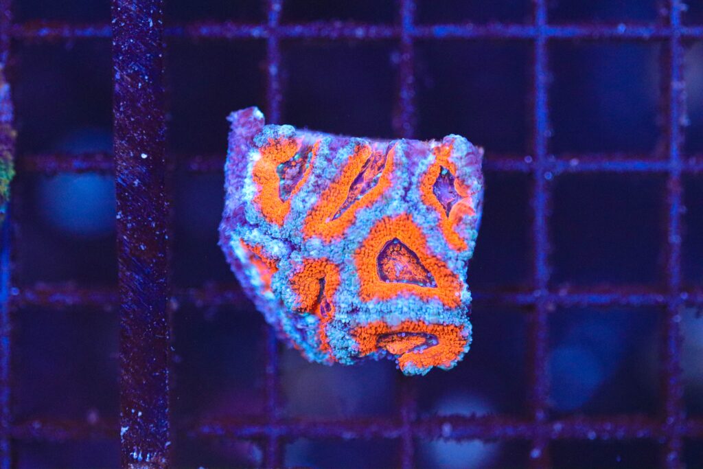 Frag Box Corals