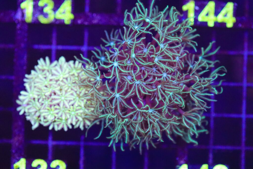 Frag Box Corals