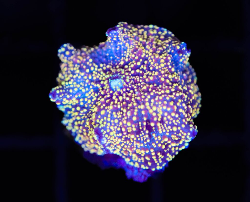 Frag Box Corals