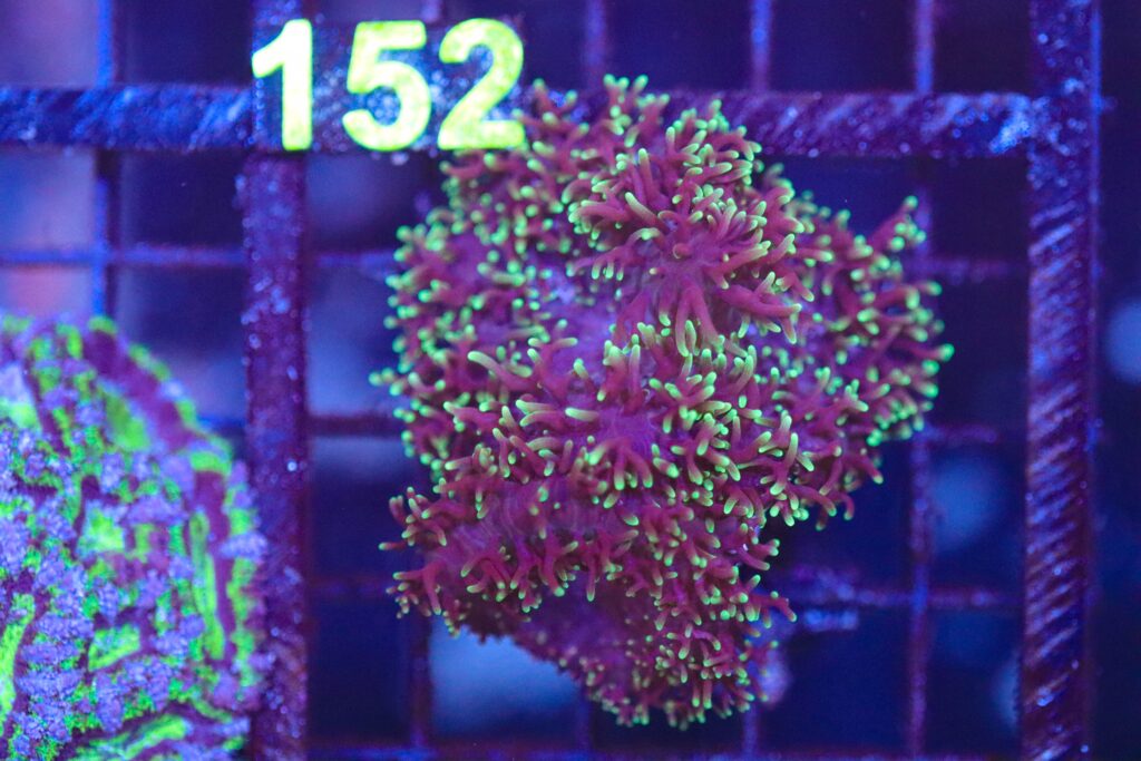 Frag Box Corals