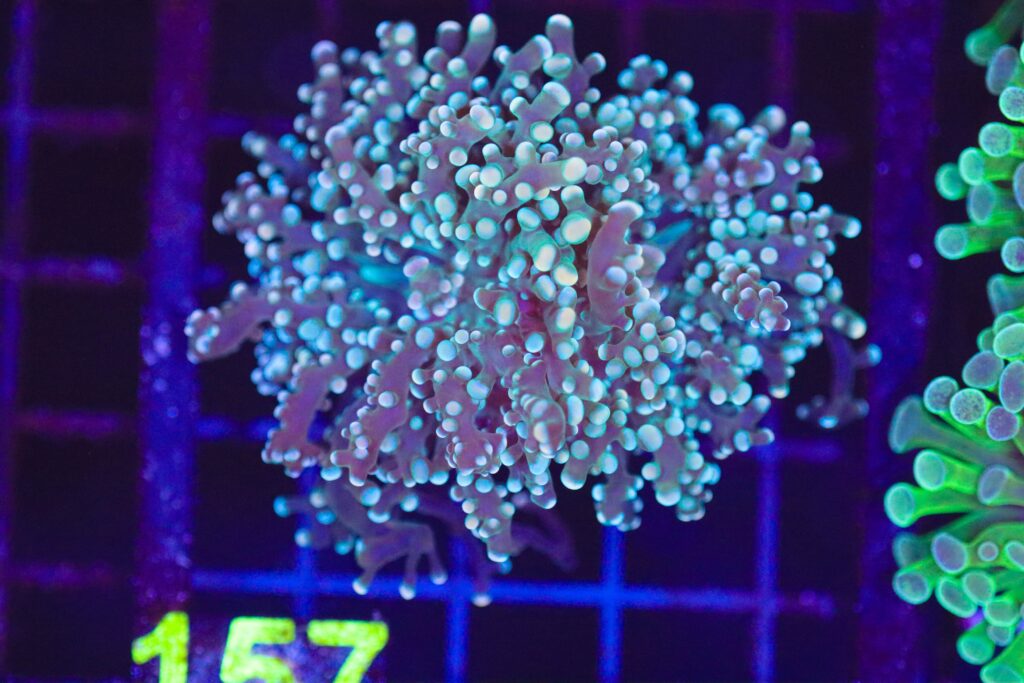 Frag Box Corals