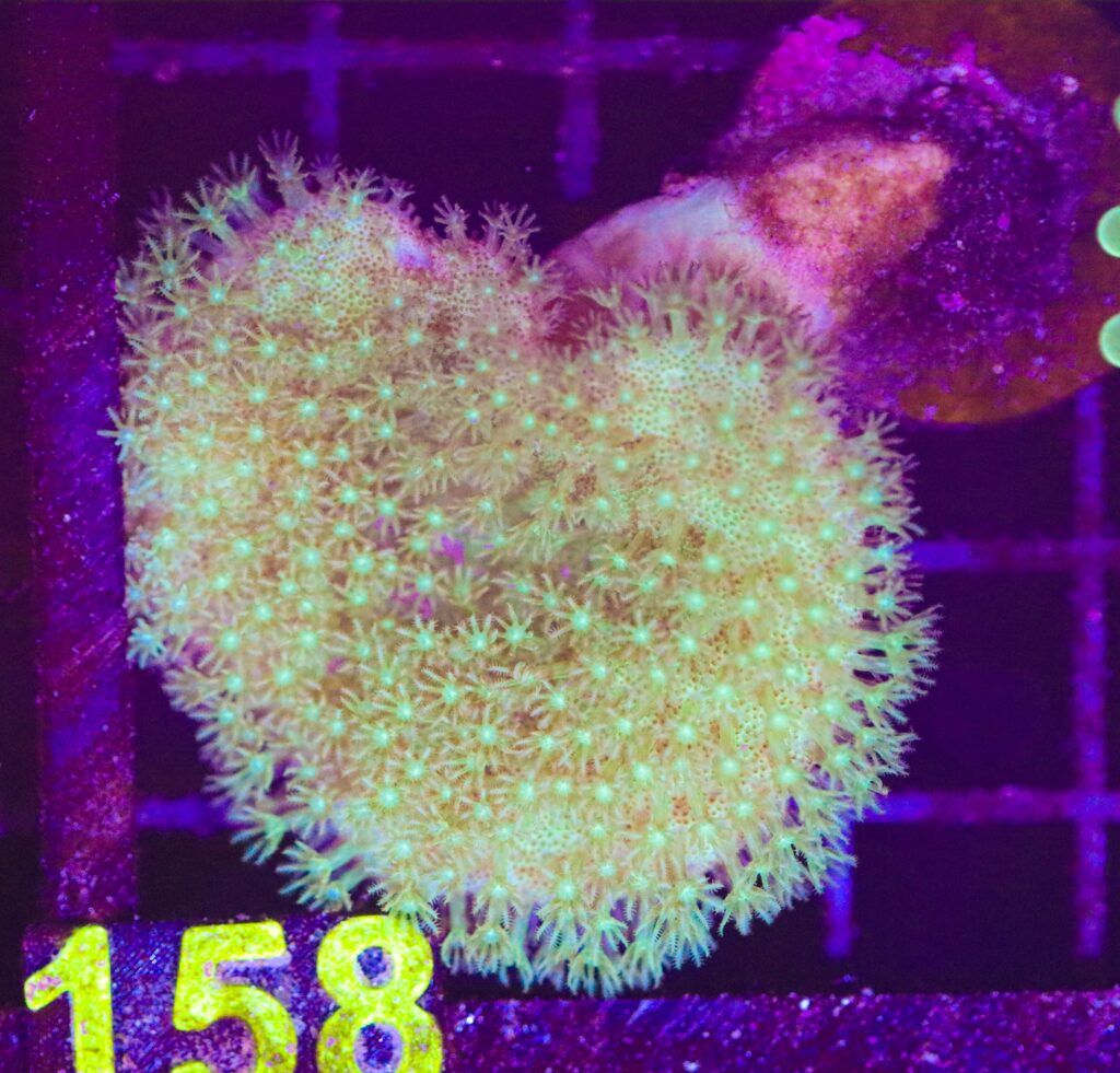 Frag Box Corals