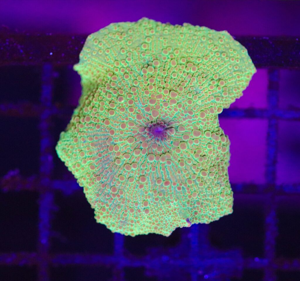 Frag Box Corals