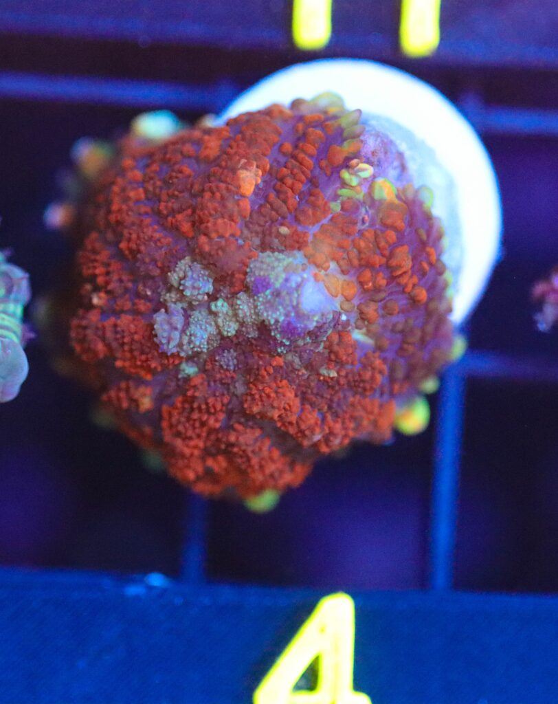 Frag Box Corals