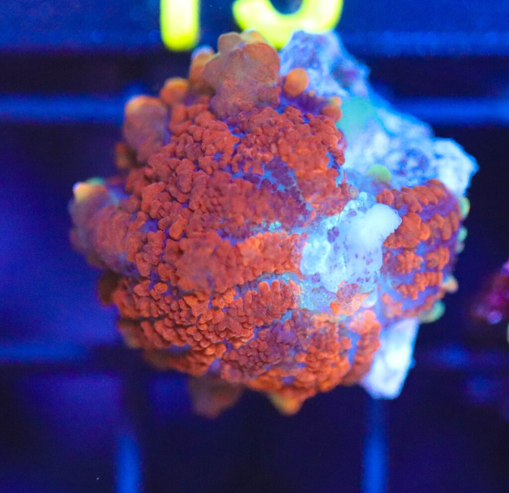Frag Box Corals
