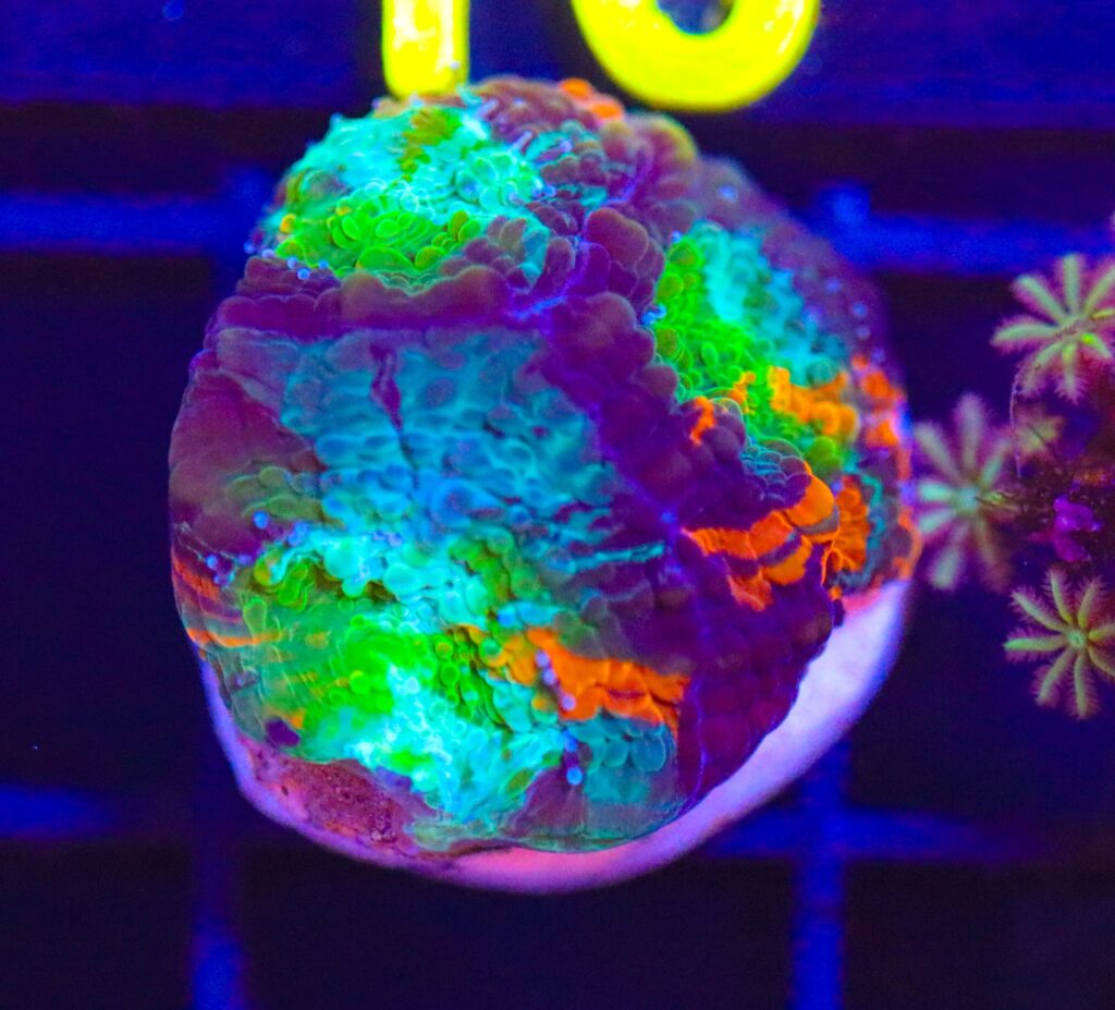 Frag Box Corals