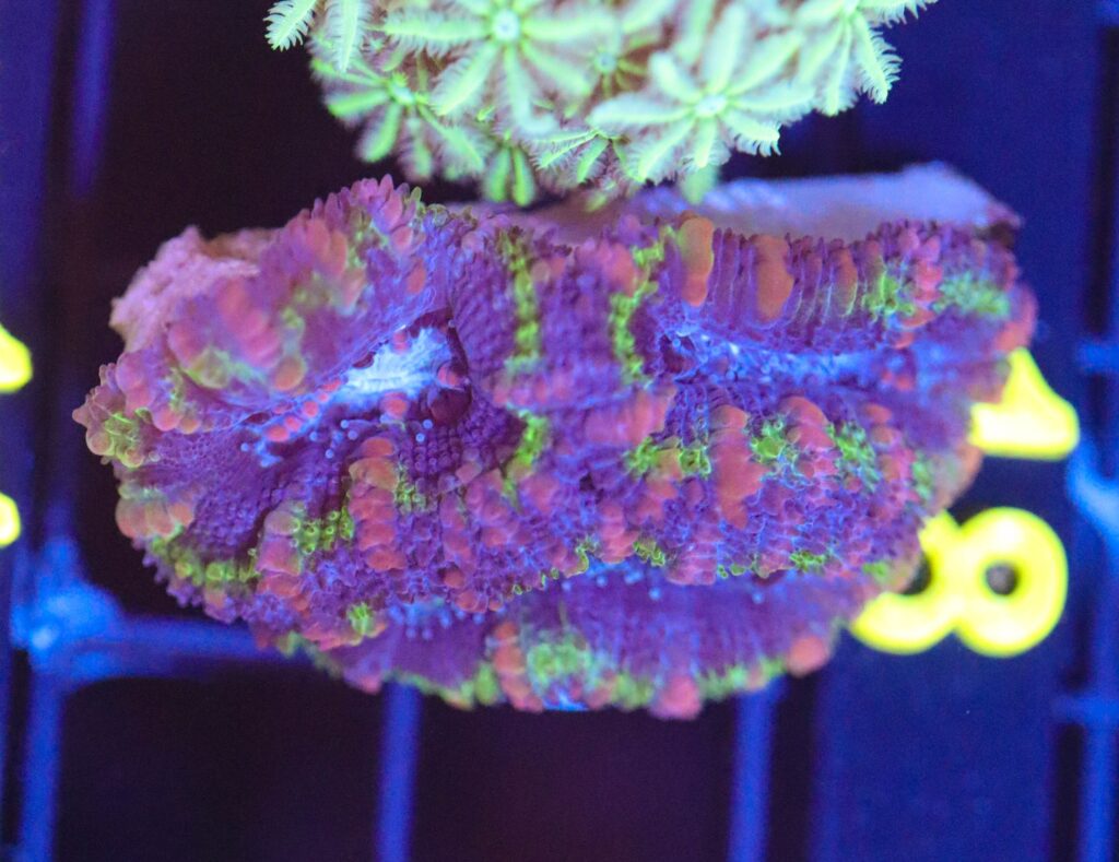 Frag Box Corals