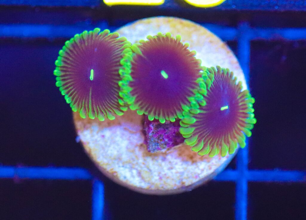 Frag Box Corals