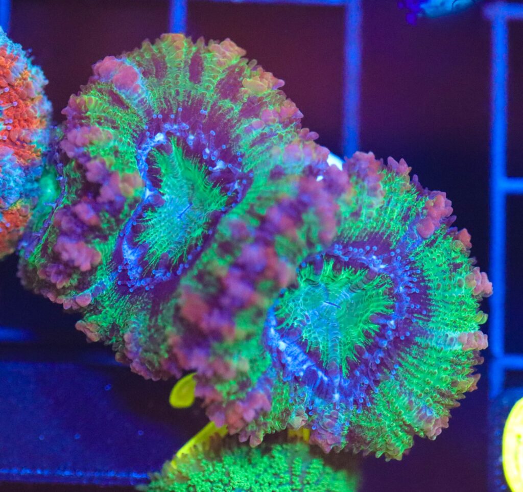 Frag Box Corals