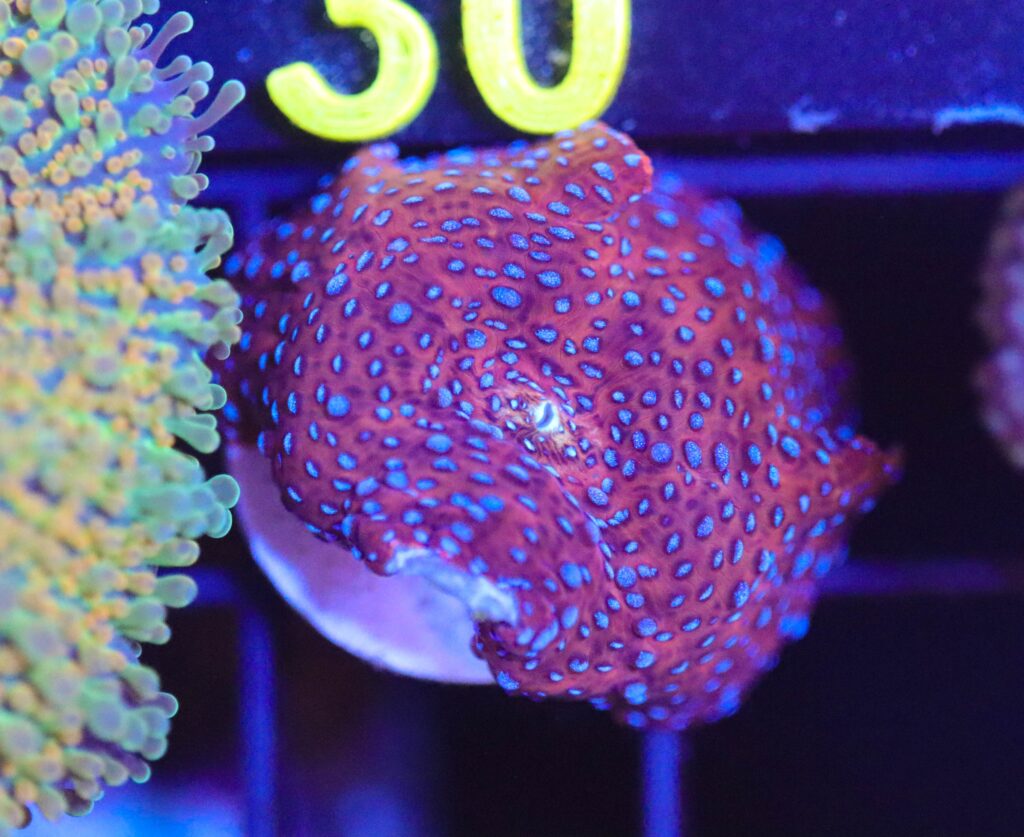 Frag Box Corals