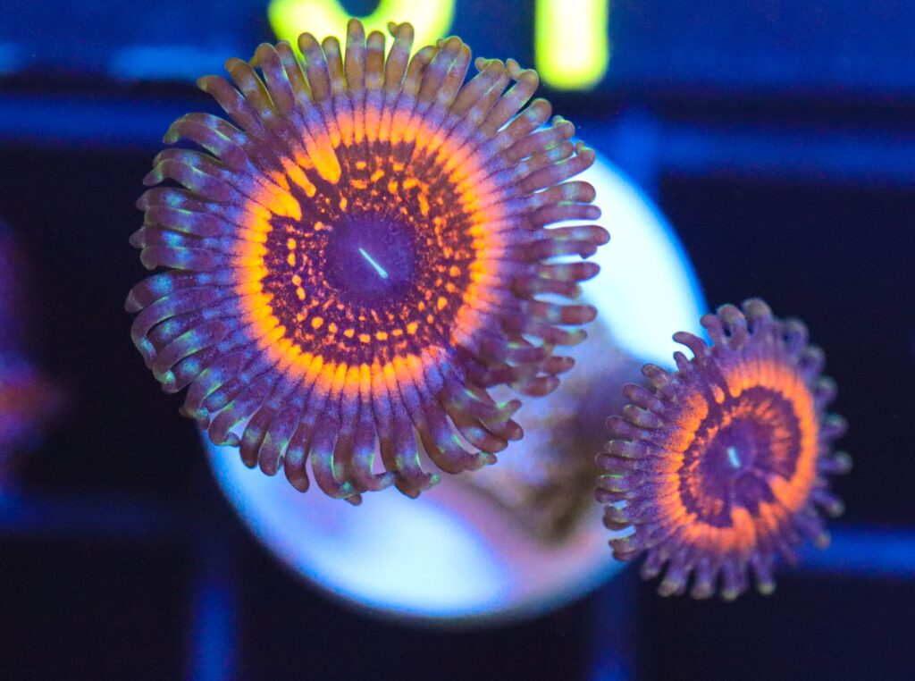 Frag Box Corals