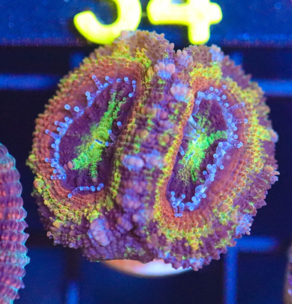 Frag Box Corals