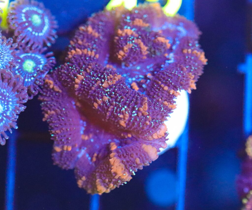 Frag Box Corals