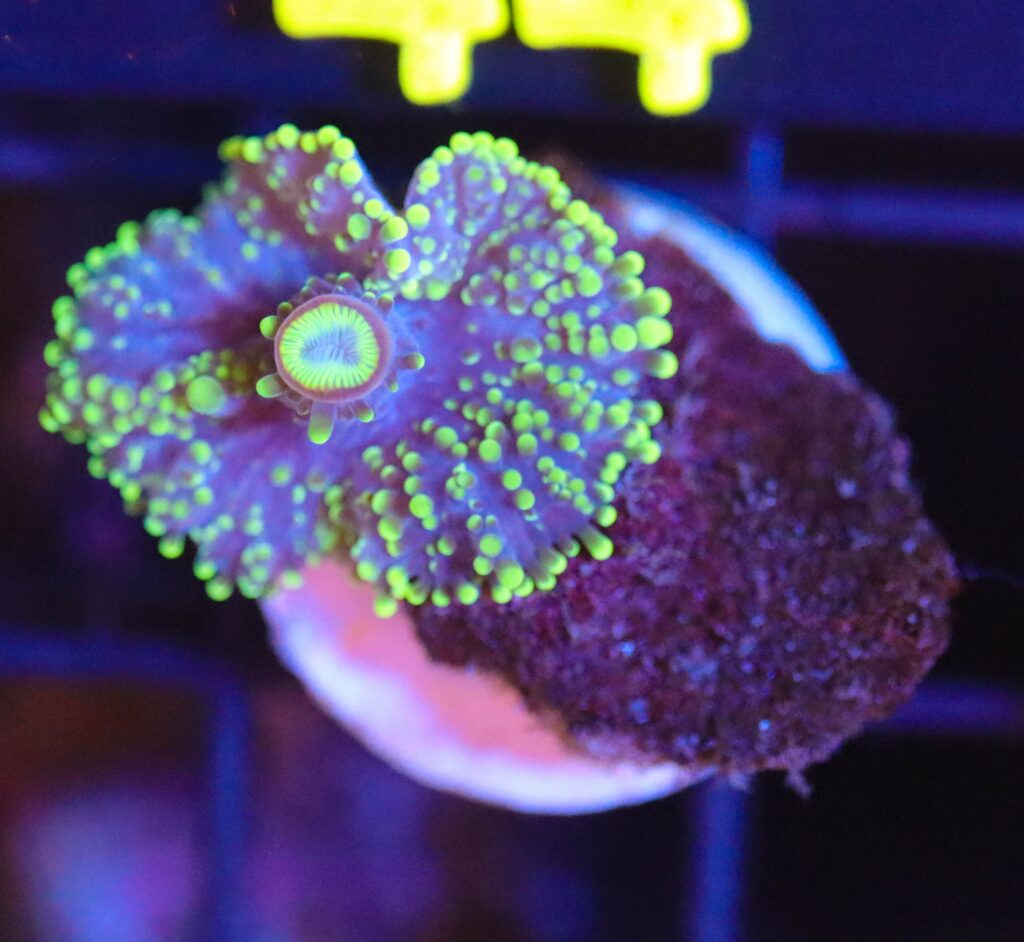 Frag Box Corals
