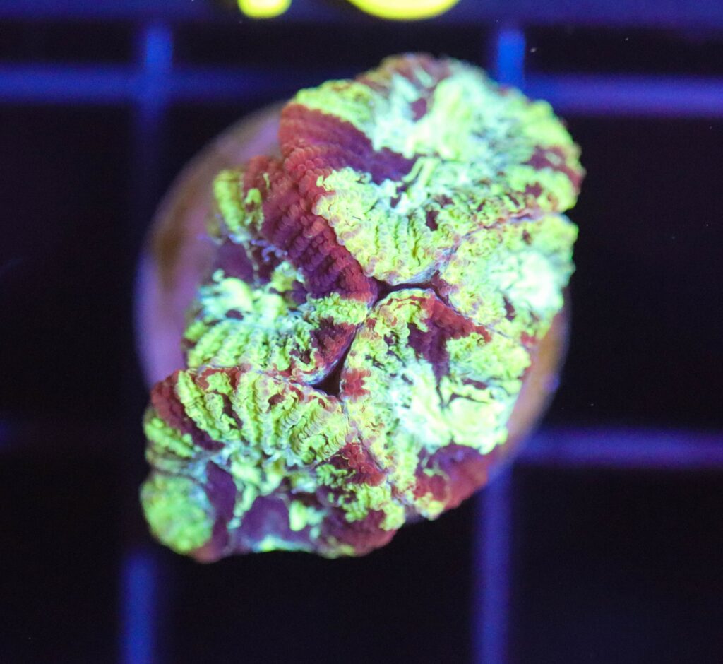 Frag Box Corals