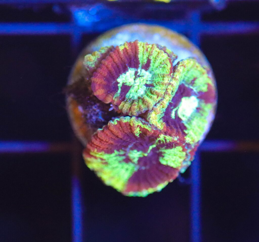 Frag Box Corals
