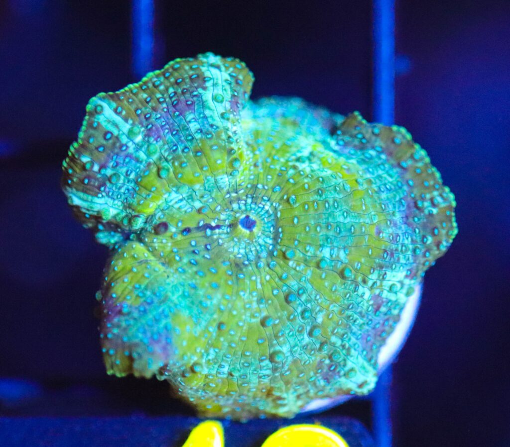 Frag Box Corals