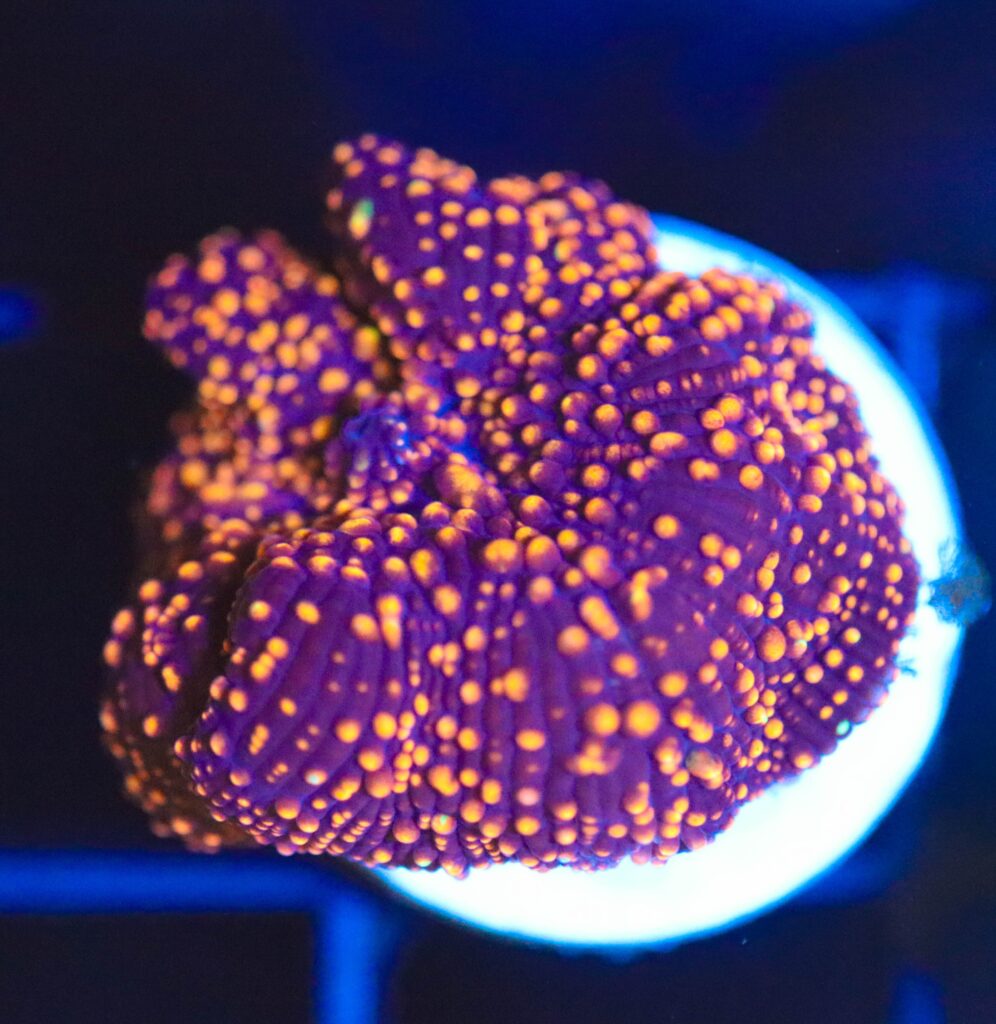 Frag Box Corals