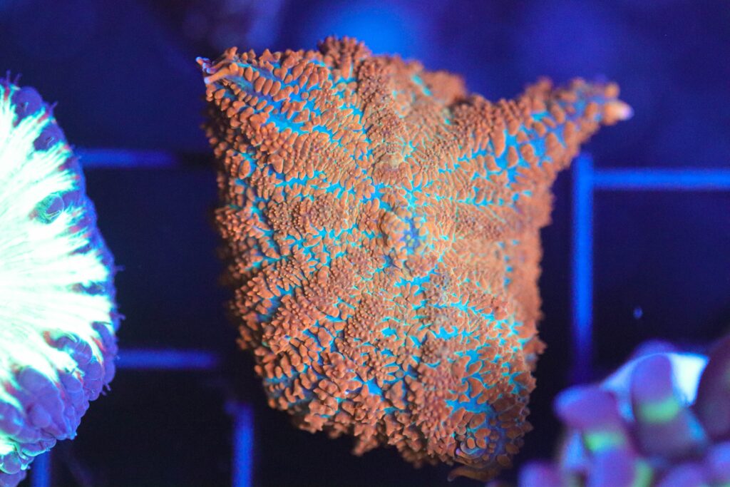 Frag Box Corals