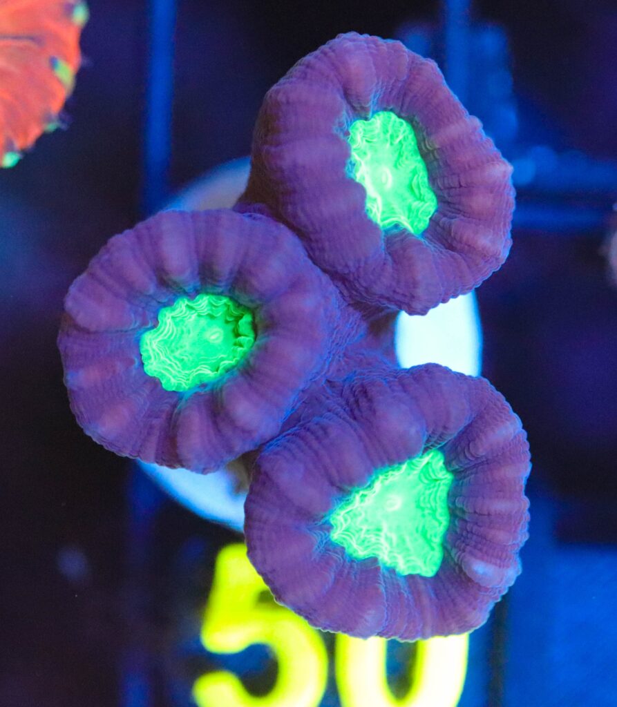 Frag Box Corals
