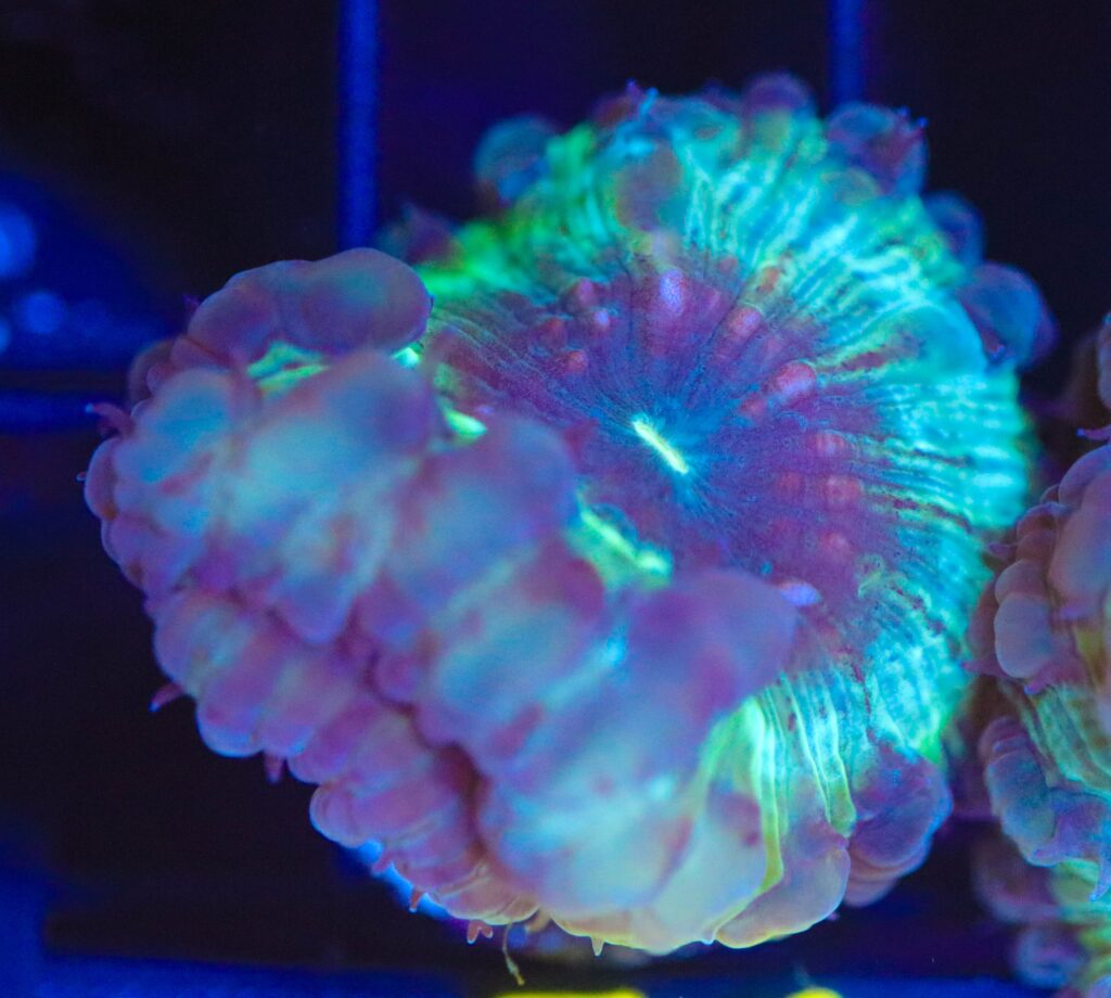 Frag Box Corals