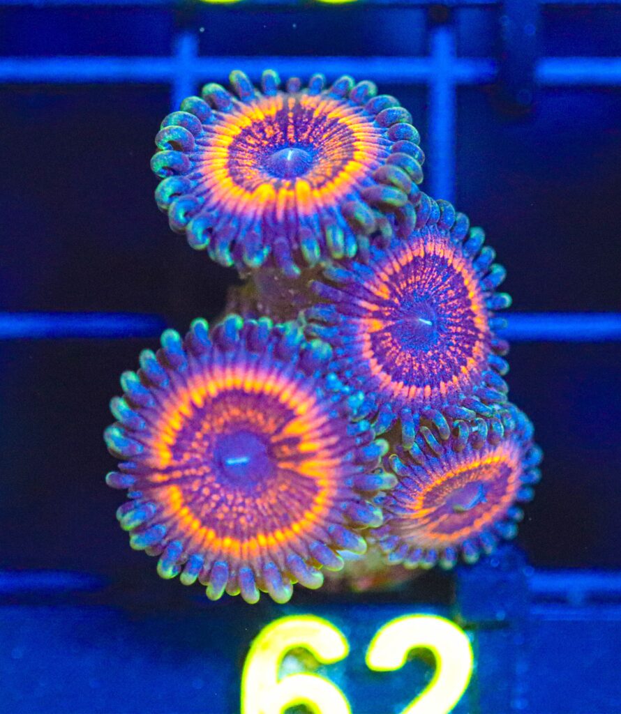 Frag Box Corals
