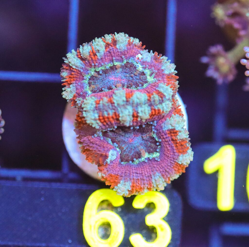 Frag Box Corals