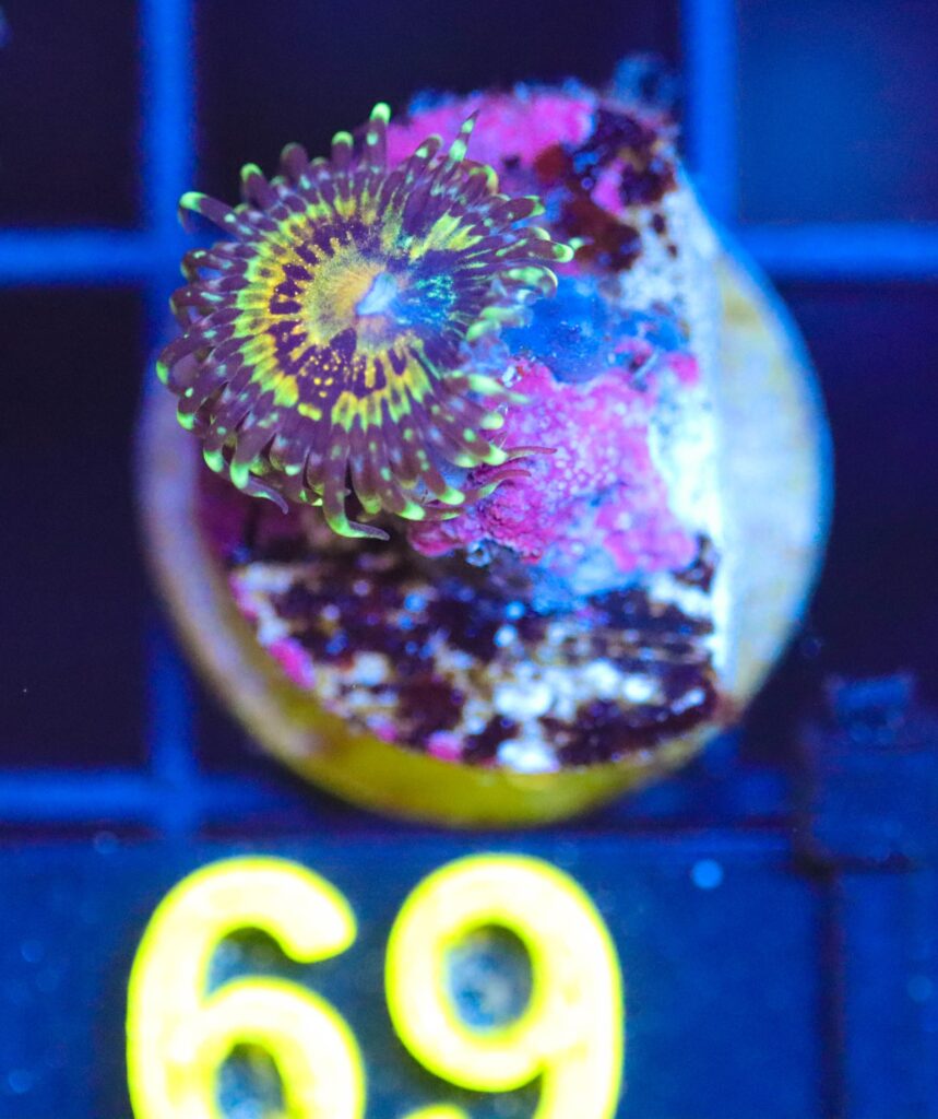 Frag Box Corals