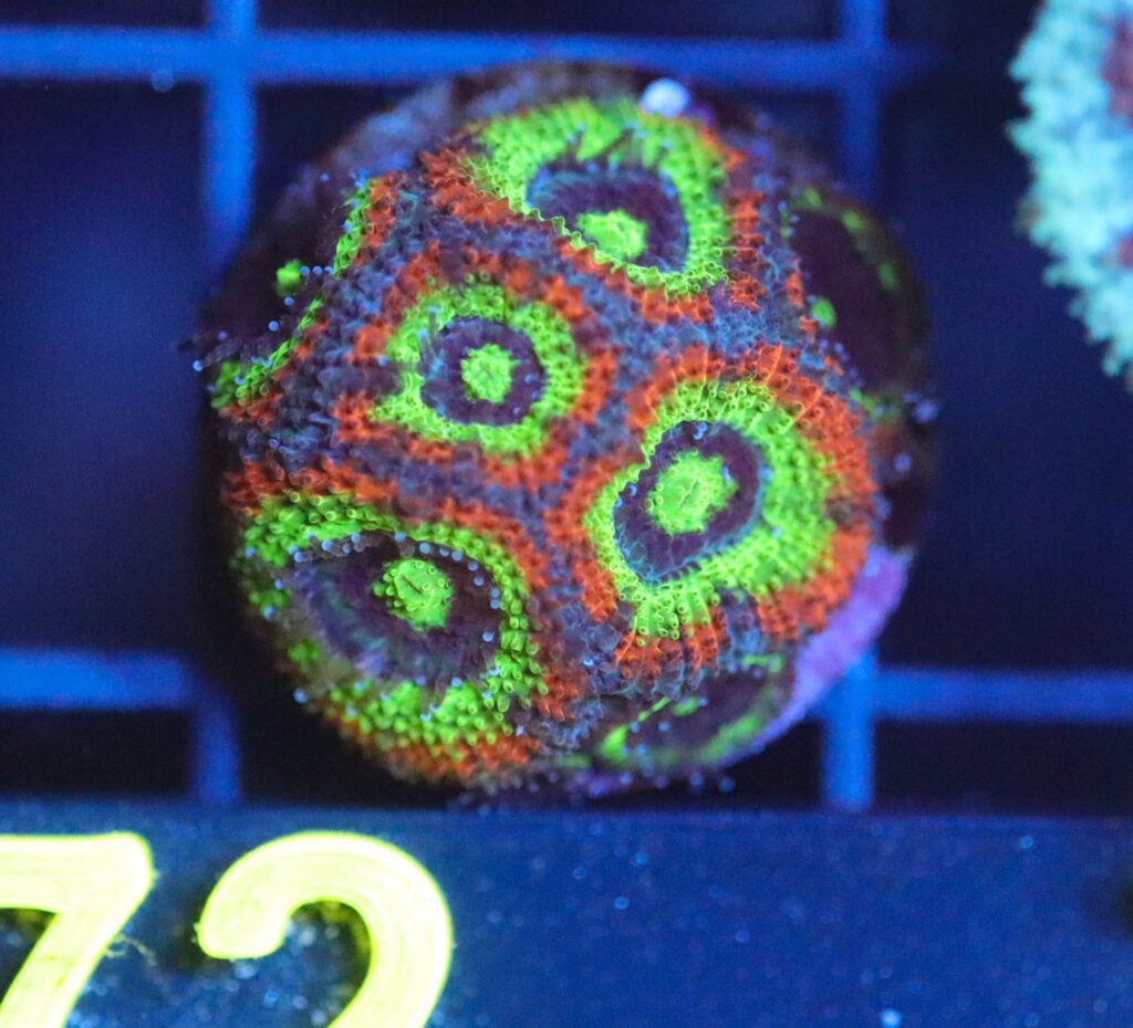 Frag Box Corals